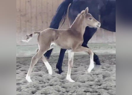 Westphalien, Étalon, , 169 cm, Alezan brûlé
