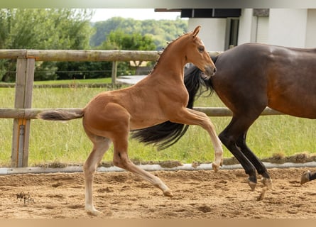 Westphalien, Étalon, Poulain (06/2025), 170 cm, Bai