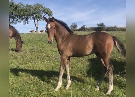 Westphalien, Étalon, Poulain (06/2025), 170 cm, Bai