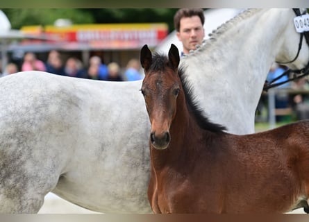 Westphalien, Étalon, Poulain (03/2024), 170 cm, Bai