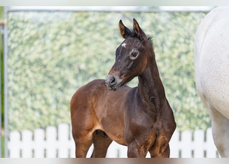 Westphalien, Étalon, Poulain (06/2026), 170 cm, Peut devenir gris