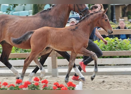 Westphalien, Étalon, Poulain (04/2024), 172 cm, Bai