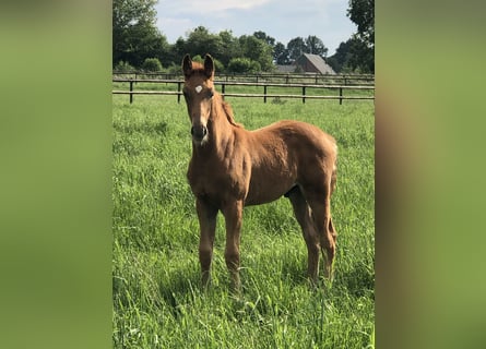 Westphalien, Étalon, Poulain (03/2024), Alezan