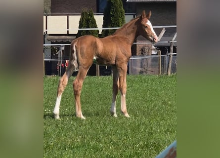 Westphalien, Étalon, Poulain (04/2026), Alezan