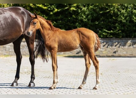 Westphalien, Étalon, Poulain (06/2025), Alezan