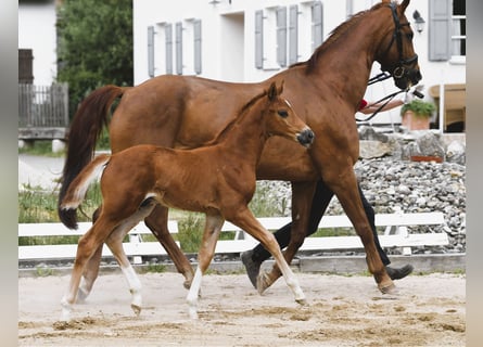 Westphalien, Étalon, Poulain (04/2025), Alezan