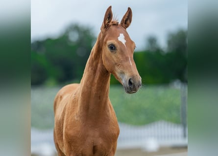 Westphalien, Étalon, Poulain (03/2026), Alezan