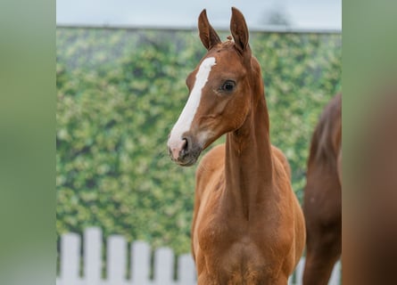 Westphalien, Étalon, Poulain (04/2026), Alezan