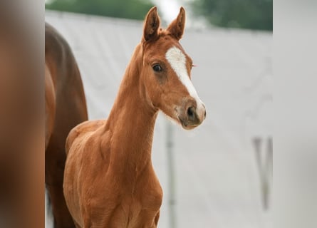 Westphalien, Étalon, Poulain (04/2024), Alezan