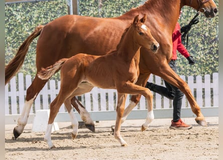 Westphalien, Étalon, Poulain (03/2026), Alezan