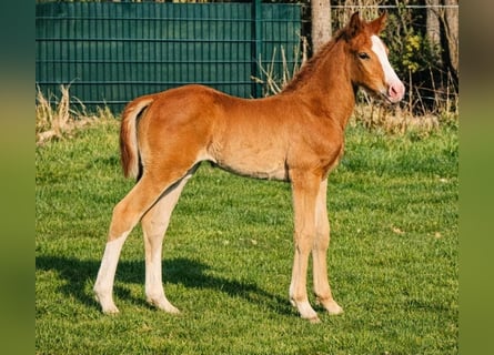 Westphalien, Étalon, Poulain (02/2026), Alezan