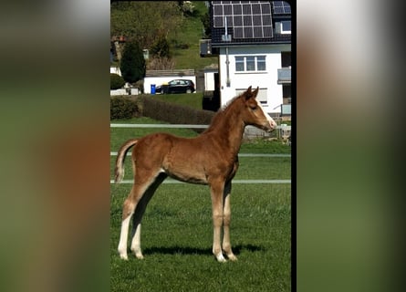 Westphalien, Étalon, Poulain (02/2026), Alezan