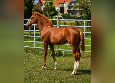 Westphalien, Étalon, Poulain (02/2026), Alezan