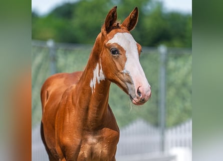 Westphalien, Étalon, Poulain (04/2025), Alezan