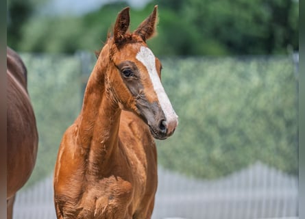 Westphalien, Étalon, Poulain (05/2025), Alezan