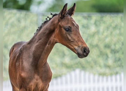 Westphalien, Étalon, Poulain (03/2025), Bai brun