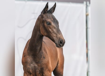 Westphalien, Étalon, Poulain (06/2024), Bai brun