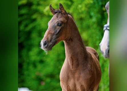 Westphalien, Étalon, Poulain (04/2026), Bai brun