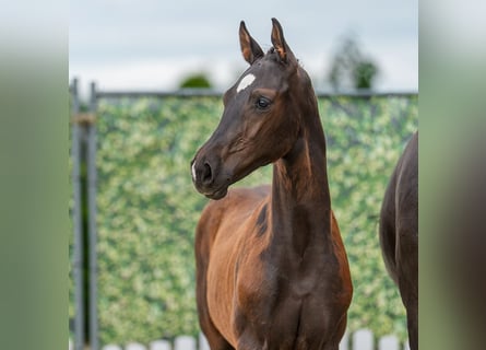 Westphalien, Étalon, Poulain (03/2026), Bai brun foncé