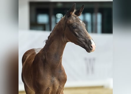 Westphalien, Étalon, Poulain (05/2024), Bai brun foncé