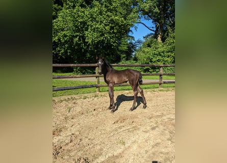 Westphalien, Étalon, Poulain (04/2024), Bai brun foncé