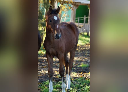 Westphalien, Étalon, Poulain (05/2025), Bai