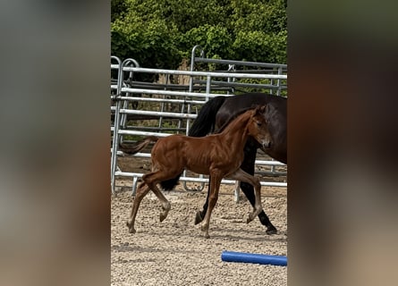 Westphalien, Étalon, Poulain (05/2026), Bai