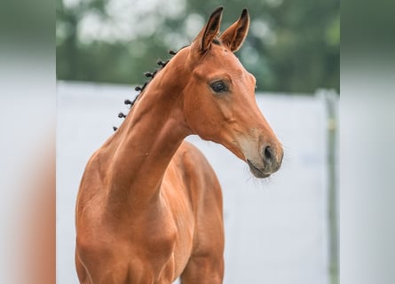 Westphalien, Étalon, Poulain (05/2024), Bai