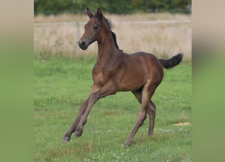 Westphalien, Étalon, Poulain (06/2025), Bai