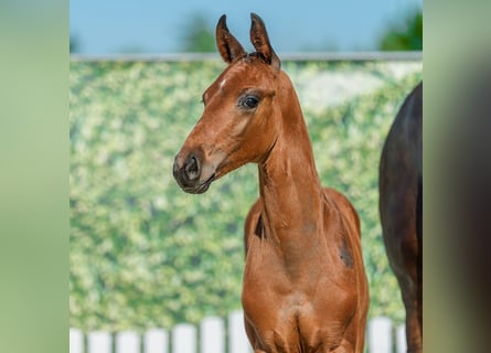 Westphalien, Étalon, Poulain (04/2026), Bai