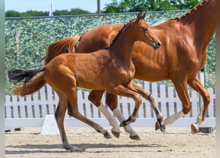 Westphalien, Étalon, Poulain (05/2026), Bai