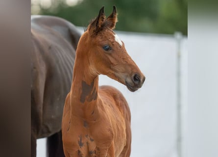 Westphalien, Étalon, Poulain (06/2024), Bai