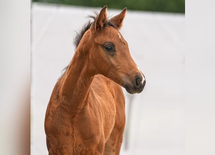 Westphalien, Étalon, Poulain (04/2024), Bai