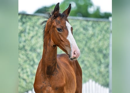 Westphalien, Étalon, Poulain (05/2025), Bai