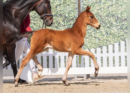 Westphalien, Étalon, Poulain (02/2026), Bai