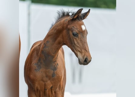 Westphalien, Étalon, Poulain (05/2024), Bai