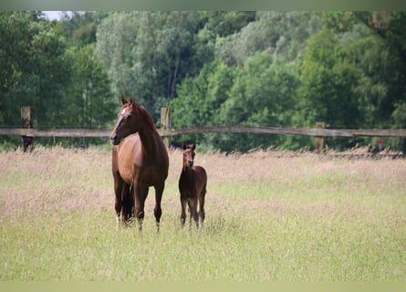 Westphalien, Étalon, Poulain (05/2024), Bai