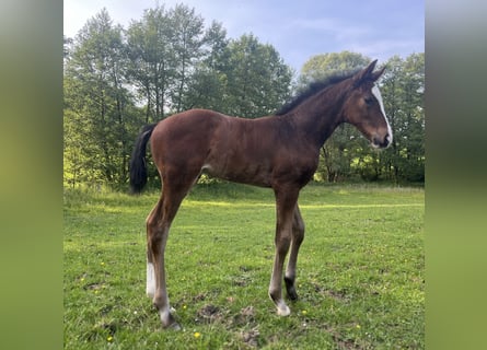 Westphalien, Étalon, Poulain (04/2026), Bai