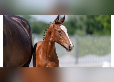 Westphalien, Étalon, Poulain (04/2026), Bai