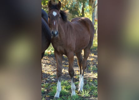 Westphalien, Étalon, Poulain (05/2025), Bai