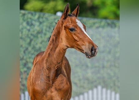 Westphalien, Étalon, Poulain (05/2025), Bai