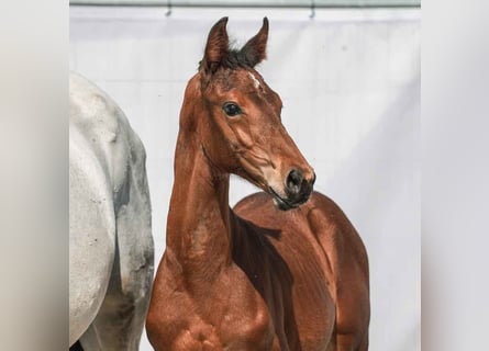 Westphalien, Étalon, Poulain (04/2024), Bai