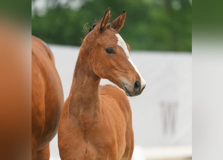 Westphalien, Étalon, Poulain (03/2024), Bai