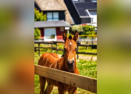 Westphalien, Étalon, Poulain (06/2026), Bai