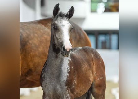 Westphalien, Étalon, Poulain (04/2024), Gris