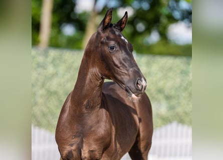 Westphalien, Étalon, Poulain (04/2026), Noir