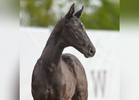 Westphalien, Étalon, Poulain (03/2024), Noir