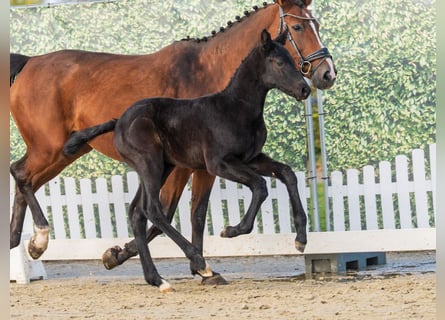 Westphalien, Étalon, Poulain (02/2026), Peut devenir gris