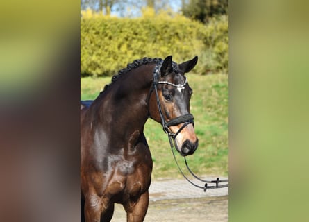 Westphalien, Hongre, 10 Ans, 165 cm, Bai