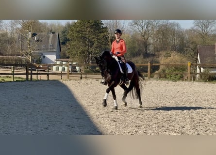 Westphalien, Hongre, 10 Ans, 170 cm, Noir